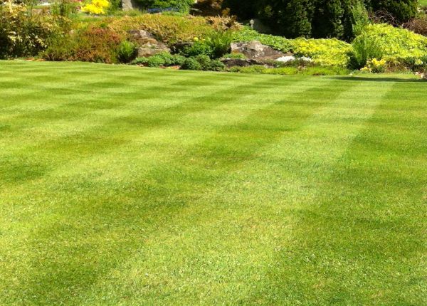 Cost of Commercial Grass Cutting in Bowling Green