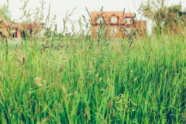 Cost of Tall Grass Cutting in Bowling Green