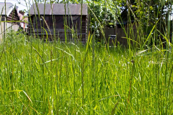 Cost of Overgrown Lawn Trimming in Bowling Green