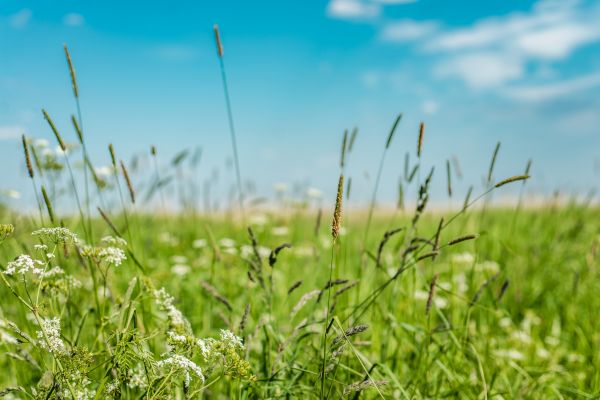 Cost of High Grass Trimming in Bowling Green
